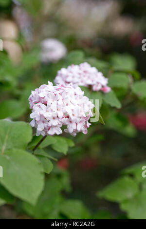 Viburnum carlesii 'Charis'  flowers. Stock Photo