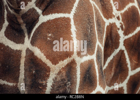 Giraffe skin pattern, texture. Stock Photo