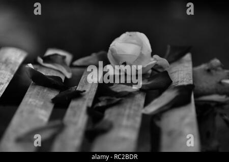 Rose lying on Bamboo stick. Black & white photo Stock Photo