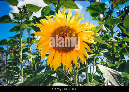 View on the sunflower plant in the bushes with the blue sky in the background. Stock Photo