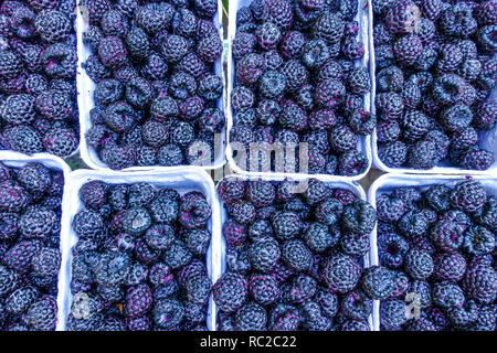 Market Blackberries in paper box Stock Photo