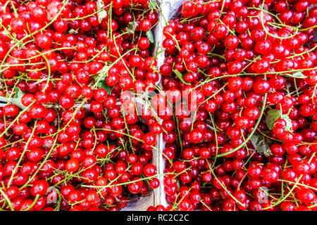Fresh red currants fruits Currants berries Stock Photo