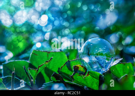 soap bubble on green leaves with blue background Stock Photo