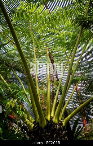 Angiopteris evecta, commonly known as the giant fern, Sydney Fernery glasshouse, Royal Botanic Gardens, Sydney, NSW, Australia Stock Photo