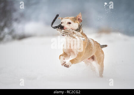 Healthy Bulldog running on a winter day with alot of snow Stock Photo