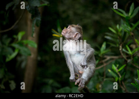 Little baby-monkey in monkey forest of Ubud Stock Photo