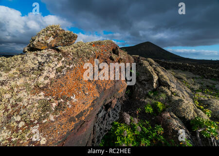 Lava field and lichen , La Geria, Lanzarote Island, Canary Islands, Spain, Europe Stock Photo