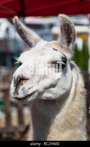 Close up portrait of a Lama at a petting zoo Stock Photo