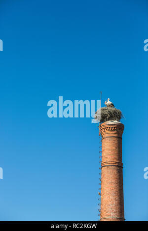Couple of storks in the nest on the chimney against crear sky Stock Photo