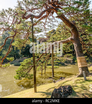 Komo-Maki (Straw Belt) around a Pine tree at Rikugien Gardens, Tokyo, Japan.