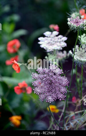 Daucus carota 'Purple Kisses', Queen Anne's Lace 'Purple Kisses' in  GardenTags plant encyclopedia