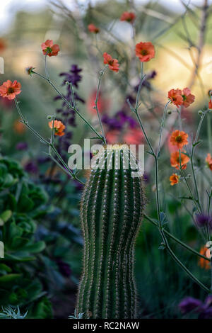 geum totally tangerine,cactus,echinocactus,mixed exotic planting scheme,orange flowers,flowering,perennial,perennials,contrasting,RM Floral Stock Photo