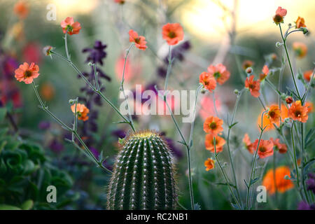 geum totally tangerine,cactus,echinocactus,mixed exotic planting scheme,orange flowers,flowering,perennial,perennials,contrasting,RM Floral Stock Photo