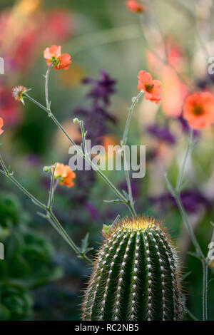 geum totally tangerine,cactus,echinocactus,mixed exotic planting scheme,orange flowers,flowering,perennial,perennials,contrasting,RM Floral Stock Photo