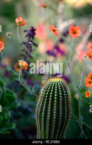 geum totally tangerine,cactus,echinocactus,mixed exotic planting scheme,orange flowers,flowering,perennial,perennials,contrasting,RM Floral Stock Photo