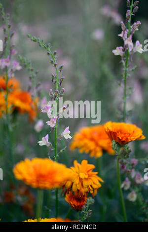 Linaria dial park,Toadflax,mauve pink flowers,Calendula Indian Prince,orange flowers,flowering stems,spires,snapdragon,RM Floral Stock Photo