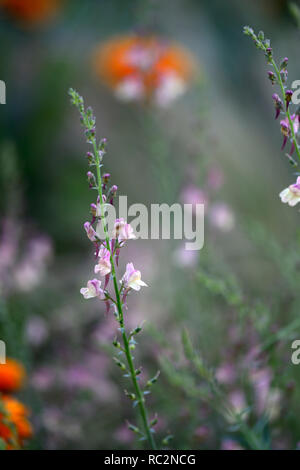 Linaria dial park,Toadflax,mauve pink flowers,Calendula Indian Prince,orange flowers,flowering stems,spires,snapdragon,RM Floral Stock Photo