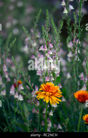 Linaria dial park,Toadflax,mauve pink flowers,Calendula Indian Prince,orange flowers,flowering stems,spires,snapdragon,RM Floral Stock Photo