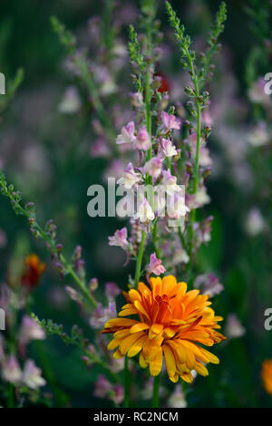 Linaria dial park,Toadflax,mauve pink flowers,Calendula Indian Prince,orange flowers,flowering stems,spires,snapdragon,RM Floral Stock Photo