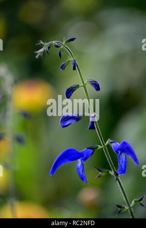 Salvia patens Guanajuato,gentian sage,salvias,intense blue flowers,flowering,perennial,RM Floral Stock Photo