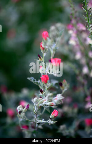 Sphaeralcea newleaze coral,Linaria dial park,Toadflax,mauve pink flowers,globe mallow,coral red flowers,flowering,flowering stems,spires,snapdragon,RM Stock Photo