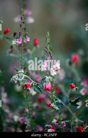 Sphaeralcea newleaze coral,Linaria dial park,Toadflax,mauve pink flowers,globe mallow,coral red flowers,flowering,flowering stems,spires,snapdragon,RM Stock Photo