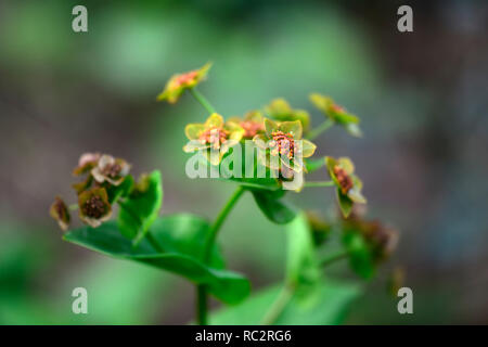 Bupleurum longifolium Bronze Beauty,umbellifer,perennial,flowerheads,flowers,flowering,RM Floral Stock Photo