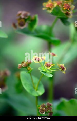Bupleurum longifolium Bronze Beauty,umbellifer,perennial,flowerheads,flowers,flowering,RM Floral Stock Photo