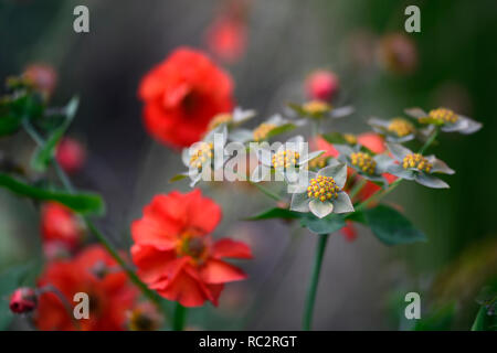 Geum Scarlet Tempest,Bupleurum longifolium Bronze Beauty,umbellifer,perennial,flowerheads,flowers,flowering,RM Floral Stock Photo