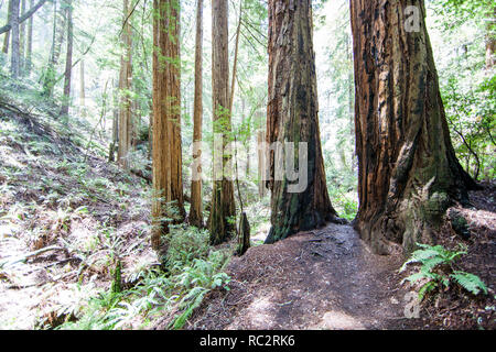 Pathway through giant redwoods, Mt Tamalpais National Park, Marin County, Northern California, United States Stock Photo