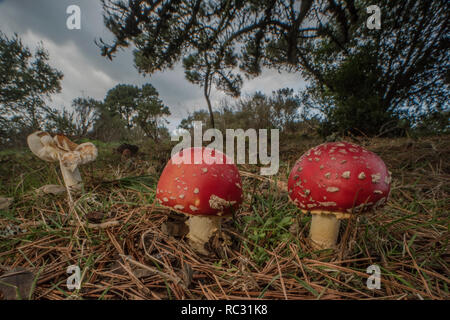 Fly agaric mushrooms (Amanita muscaria) a poisonous toadstool species found across much of the world. Growing wild in a regional park in California. Stock Photo
