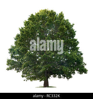 isolated oak tree on a white background Stock Photo