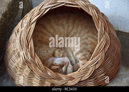 A ginger tabby cat lying curled up in a basket with a round opening, sleeping. Outdoor cat. Stock Photo