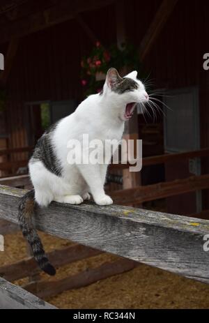 A yawning house cat, bi colored, white and tabby, sitting on a timber. A barn in the background. Stock Photo