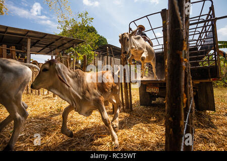 Livestock jumping from a truck in Penonome, Cocle province, Republic of Panama, Central America. Stock Photo