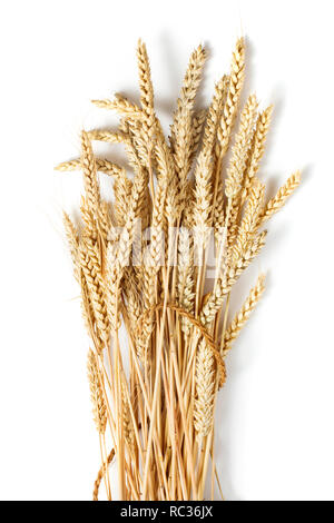 sheaf of ripe golden ears of wheat isolated on white background Stock Photo