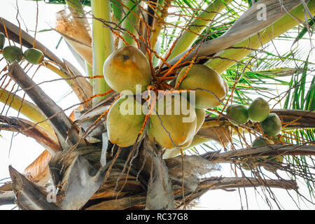 View on the green coconuts fruits under the palm tree. Stock Photo