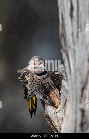 Yellow shafted Northern Flicker. Stock Photo