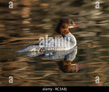 Goosander Stock Photo