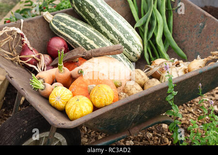 Harvested vegetables in a rusted wheelbarrow Stock Photo