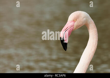 Portrait of a flamingo (Phoenicopterus roseus) photographed in Camargue Stock Photo