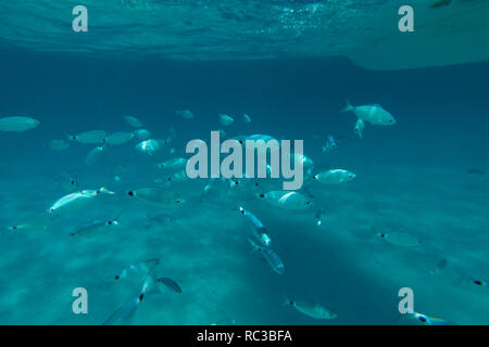 Saddled Seabream. Oblada melanura. Large shoal in shallows of Tyrrhenian Sea. Sardinia. Italy Stock Photo