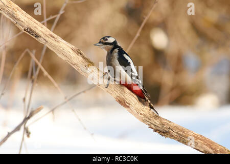 Great spotted woodpecker (Dendrocopos major) sits with its head turned on a dry oak branch in the spring forest park. Stock Photo