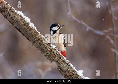 Great spotted woodpecker (Dendrocopos major) sits with its head turned on a branch covered with snow. Stock Photo