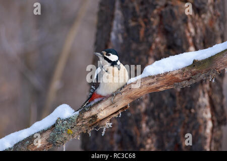 Great spotted woodpecker (Dendrocopos major) sits with its head turned on a branch covered with lichen and snow. Stock Photo