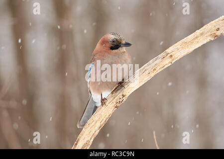 Curious bird, eurasian jay (garrulus glandarius), sits on a dry oak branch in a forest park under falling snow. Stock Photo