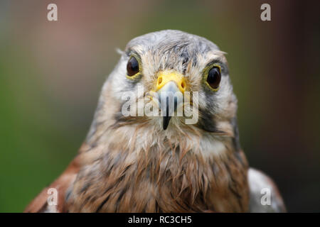 Kenny Kestrel, Falco tinnunculus; Wanderfalke Stock Photo