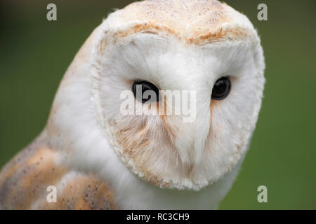 barn owl (Latin: Tyto alba) Stock Photo