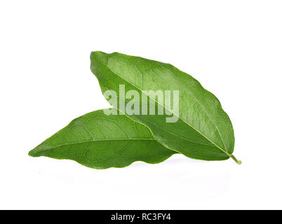 Yanang leaf isolated on white background Stock Photo