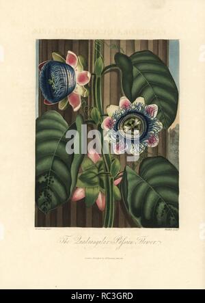 Quadrangular passion flower, Passiflora quadrangularis. Painted by Peter Henderson, engraved by Maddox. Handcoloured stipple copperplate engraving from Dr. Robert Thornton's 'Temple of Flora,' Lottery edition, London, 1812. The illustrations were a mix of aquatint, mezzotint and stipple engravings finished by hand. Stock Photo